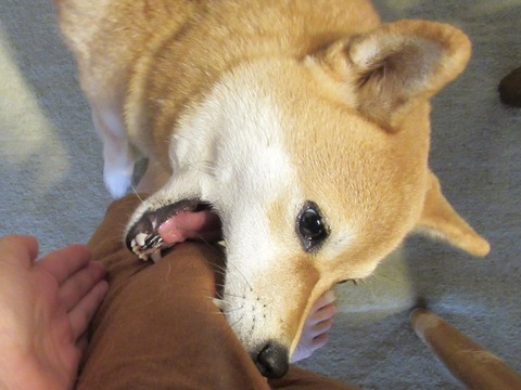 噛む犬と噛まない犬の間 柴犬モコモコ日記 噛む犬と噛まない犬の間 柴犬モコモコ日記