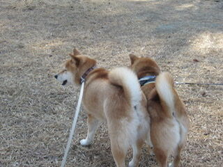 まるで本気の喧嘩 剣幕にびっくり 柴犬モコモコ日記 まるで本気の喧嘩 剣幕にびっくり 柴犬モコモコ日記