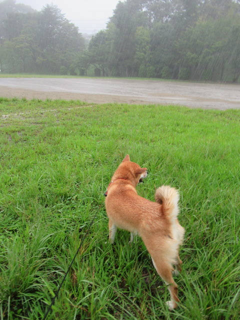 9C52E6E5-9750-4109-8FF3-65813356B832