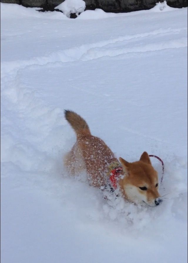 雪山へ遊びに行きました 柴犬モコモコ日記 雪山へ遊びに行きました 柴犬モコモコ日記