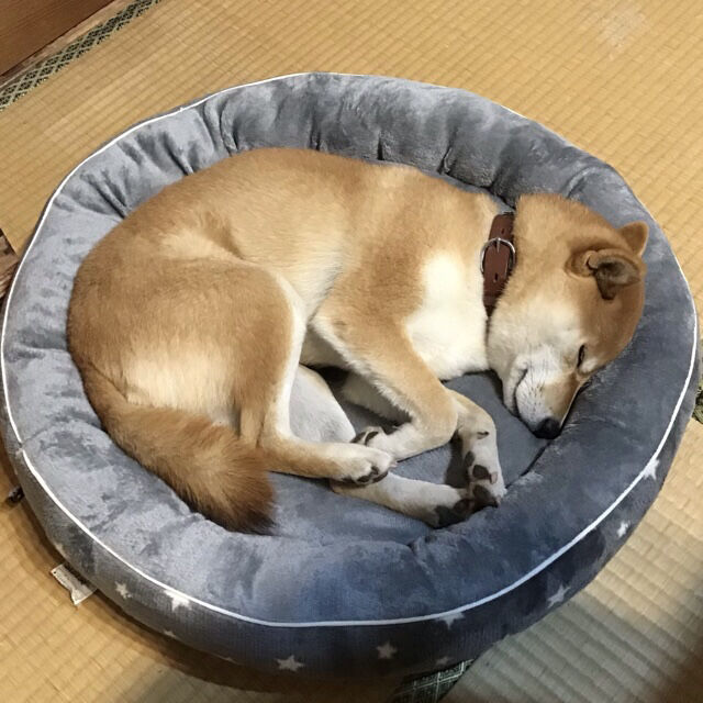 新しいベッドが気持ちいい ニトリのnウォーム 柴犬モコモコ日記 新しいベッドが気持ちいい ニトリのnウォーム 柴犬モコモコ日記