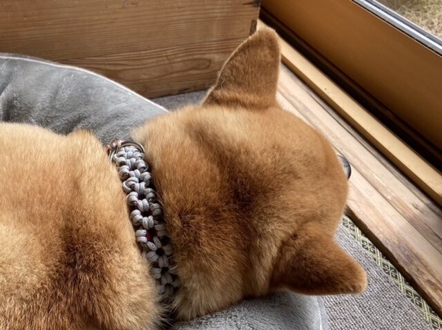 パラコード首輪の編み方 花 Aztec Sun Bar 柴犬モコモコ日記 パラコード首輪の編み方 花 Aztec Sun Bar 柴犬モコモコ日記