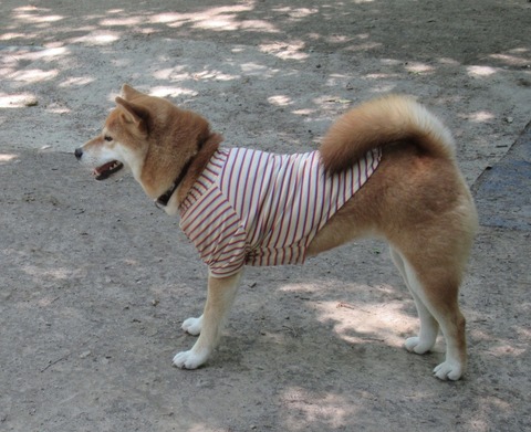 犬服の袖付け 自己流 柴犬モコモコ日記
