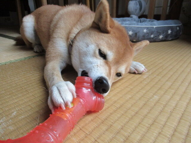 爪切りで出血 痛いの痛くないの 柴犬モコモコ日記