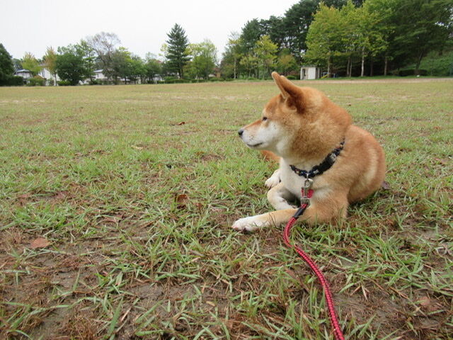 犬は夏に太りやすい 柴犬ダイエット記3 柴犬モコモコ日記