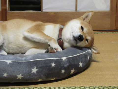 Lineの引き継ぎ ガラケー Ipadからiphoneへ 柴犬モコモコ日記 Lineの引き継ぎ ガラケー Ipadからiphoneへ 柴犬モコモコ日記
