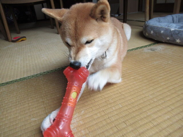 爪切りで出血 痛いの痛くないの 柴犬モコモコ日記