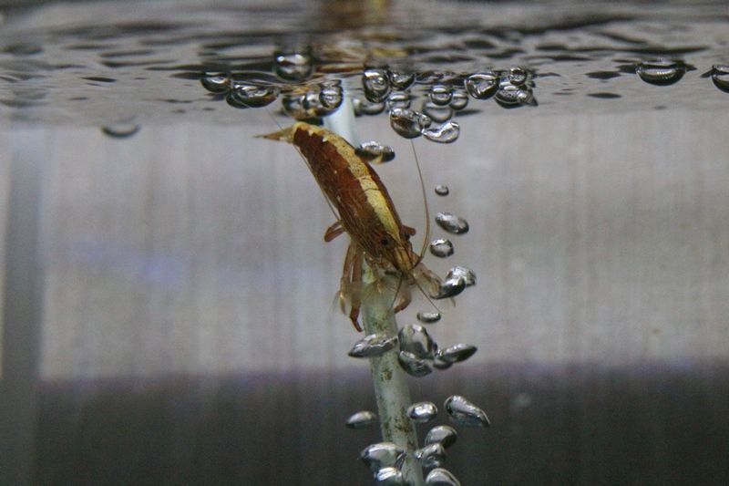 ロックシュリンプ アクアマリン ロックシュリンプ アクアマリン