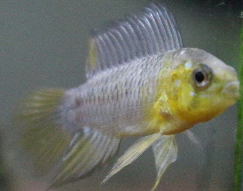 アピストグラマの体色が綺麗になってきました アクアマリン