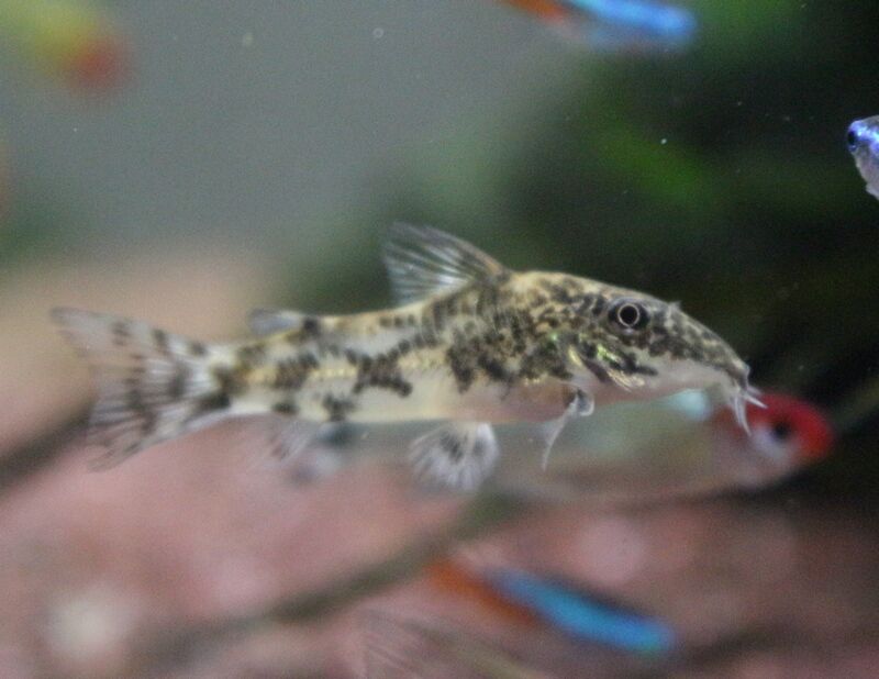 11月13日の入荷情報です アクアマリン 11月13日の入荷情報です アクアマリン