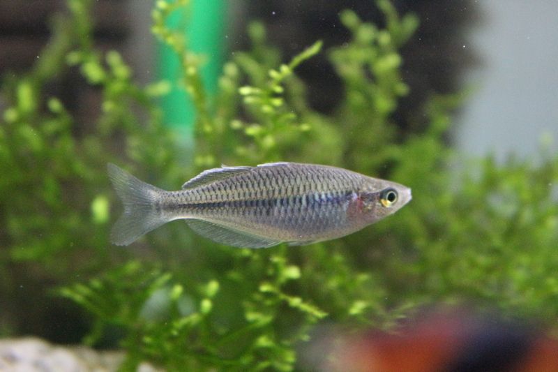 ハーフオレンジレインボーの色合いに変化が : アクアマリン