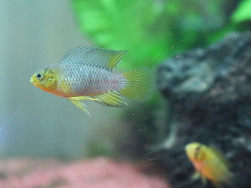 アピストグラマの体色が綺麗になってきました アクアマリン