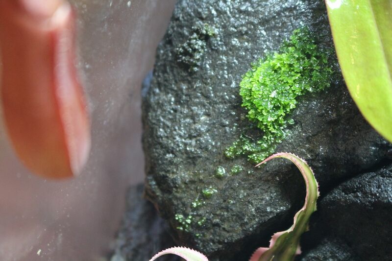 プレミアムモスが生長してきました アクアマリン