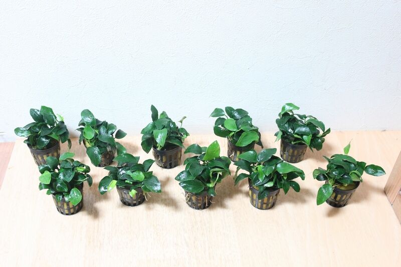 活着系水草とBIOみずくさの森が入荷しました : アクアマリン
