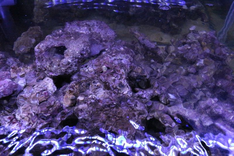 海水魚 サンゴ ライブロック アクアマリン