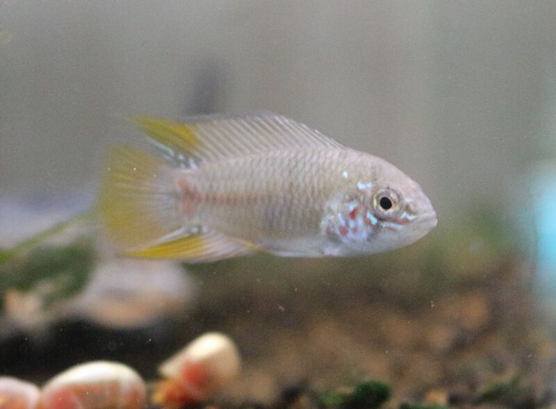 6月4日の入荷情報です アクアマリン