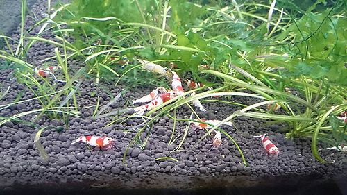 エビ水槽のお引っ越し アクアマリン