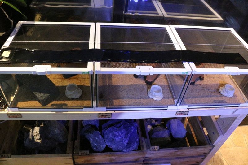 みどり商会 ナラベルト 幅7cm×長さ85cm（4本） 楽天市場】【全国送料無料】みどり商会 ナラベルト 7cm×85cm