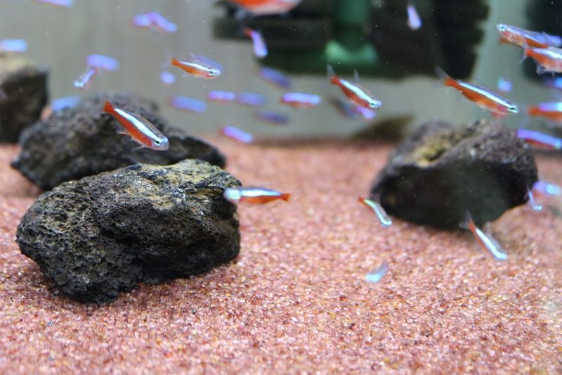 ガーネットストーンの水槽に アクアマリン