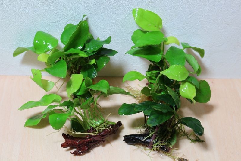 ブセファランドラをミニ流木で固定しました : アクアマリン