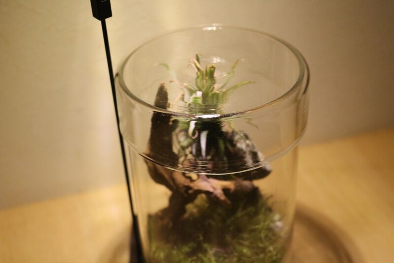 偉大な DOOA ガラスポットMARU 95×2個 ienomat.com.br