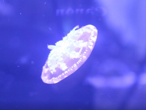 人気カラーの 海水魚 クラゲ サカサクラゲ 6cm 5匹 観賞魚生体 Www Tengslatorg Hi Is