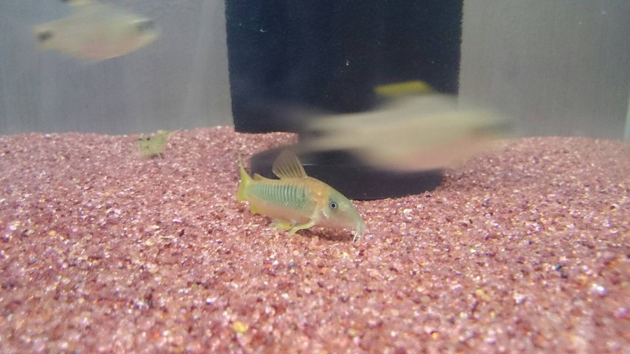 新入荷です アクアマリン