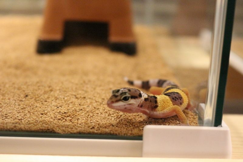 ヒョウモントカゲモドキがもうすぐ脱皮 アクアマリン ヒョウモントカゲモドキがもうすぐ脱皮 アクアマリン