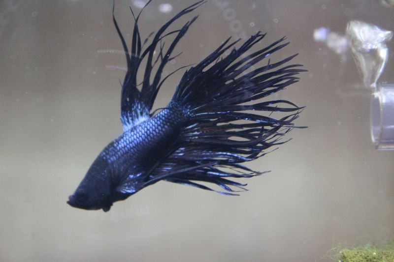 5月24日の入荷情報です アクアマリン