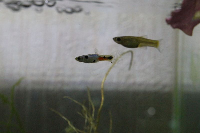 淡水熱帯魚が入荷しました アクアマリン