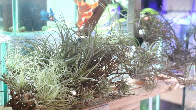 ブセファランドラが開花しました アクアマリン