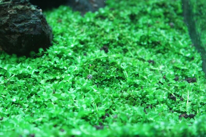 緑の絨毯が完成です アクアマリン