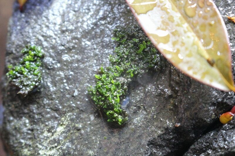 プレミアムモスが生長してきました アクアマリン