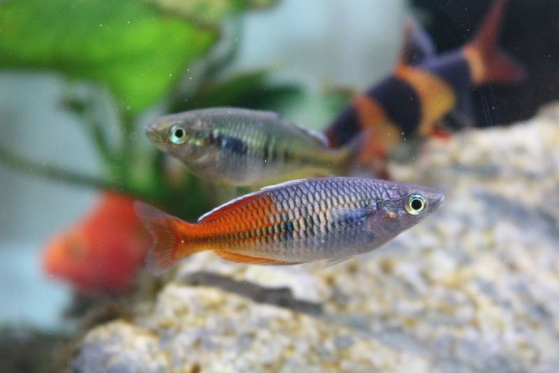 ハーフオレンジレインボーの色合いに変化が : アクアマリン