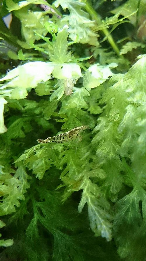 アルジーライムシュリンプ アクアマリン