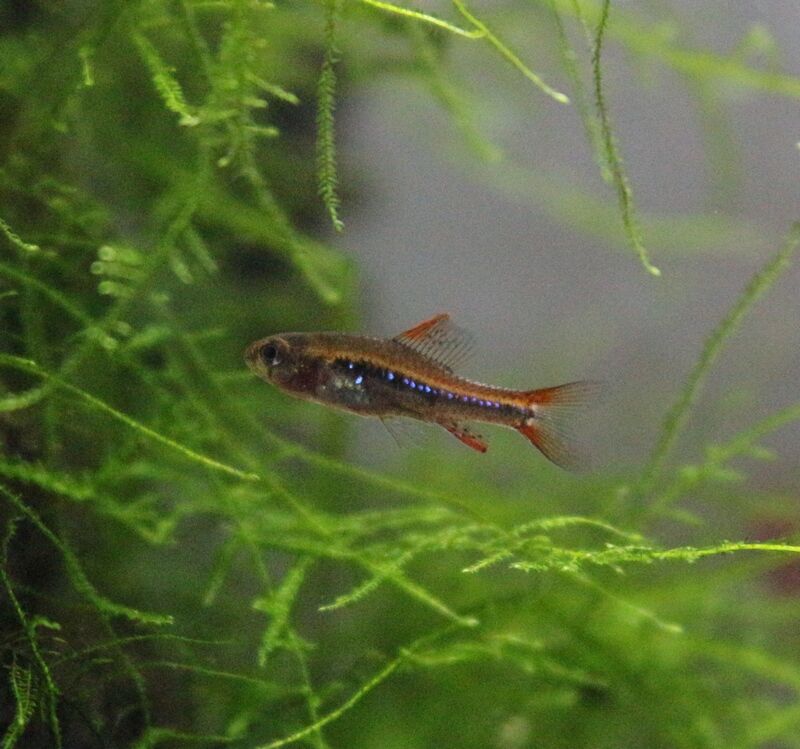 展示水槽の魚が綺麗に アクアマリン