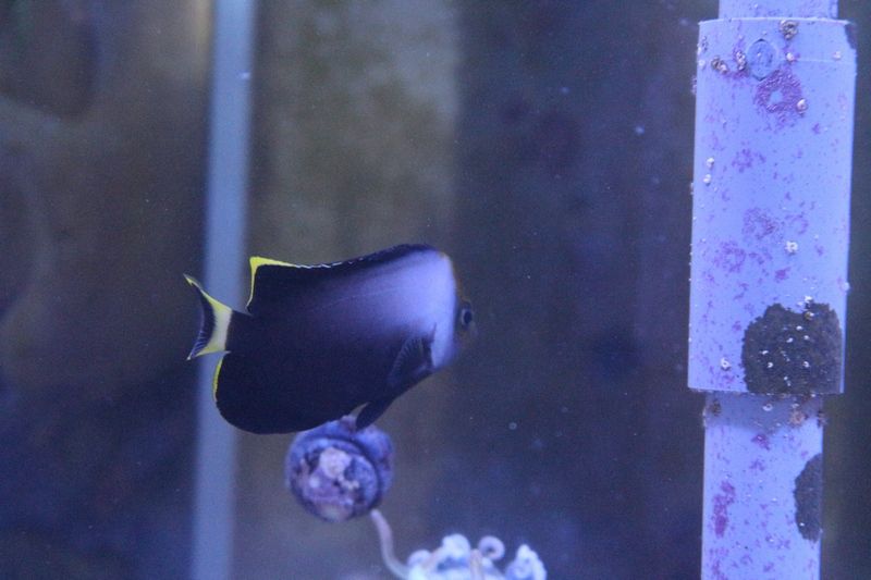 海水魚が入荷しました アクアマリン