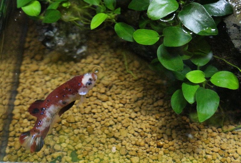 システムテラ30の鯉ベタのご紹介です アクアマリン システムテラ30の鯉ベタのご紹介です アクアマリン