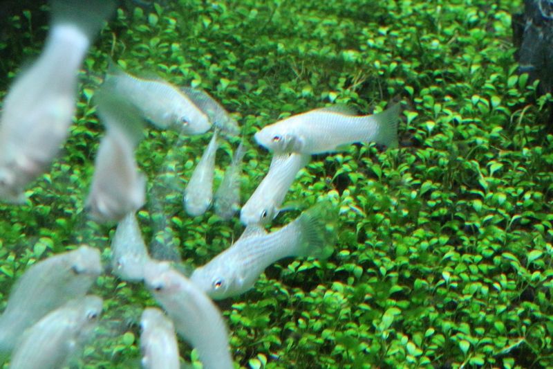 淡水熱帯魚が入荷しました アクアマリン