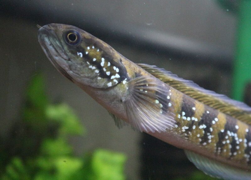 コウタイも慣れてきました アクアマリン コウタイも慣れてきました アクアマリン