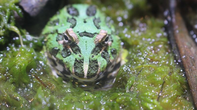 クラウンウェルツノガエルに人工餌を与えてみました アクアマリン クラウンウェルツノガエルに人工餌を与えてみました アクアマリン