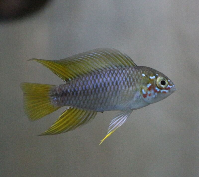 展示水槽のアピストグラマが綺麗に アクアマリン