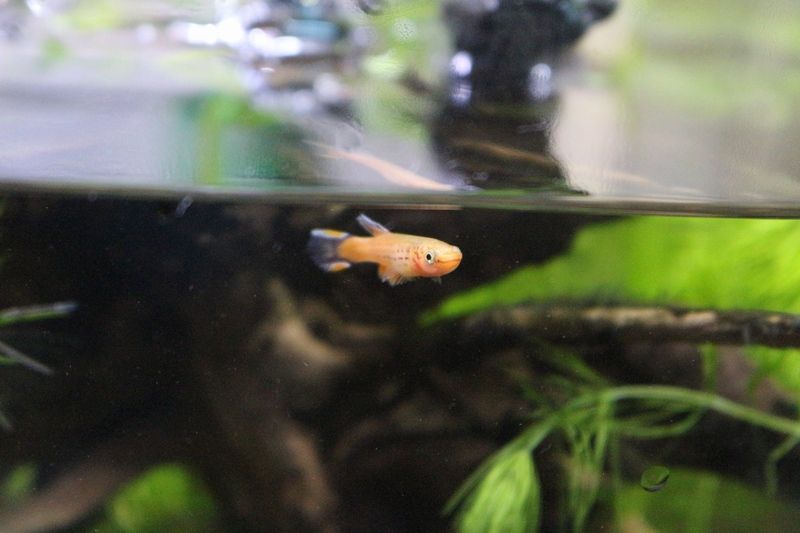 淡水熱帯魚が入荷しました アクアマリン 淡水熱帯魚が入荷しました アクアマリン