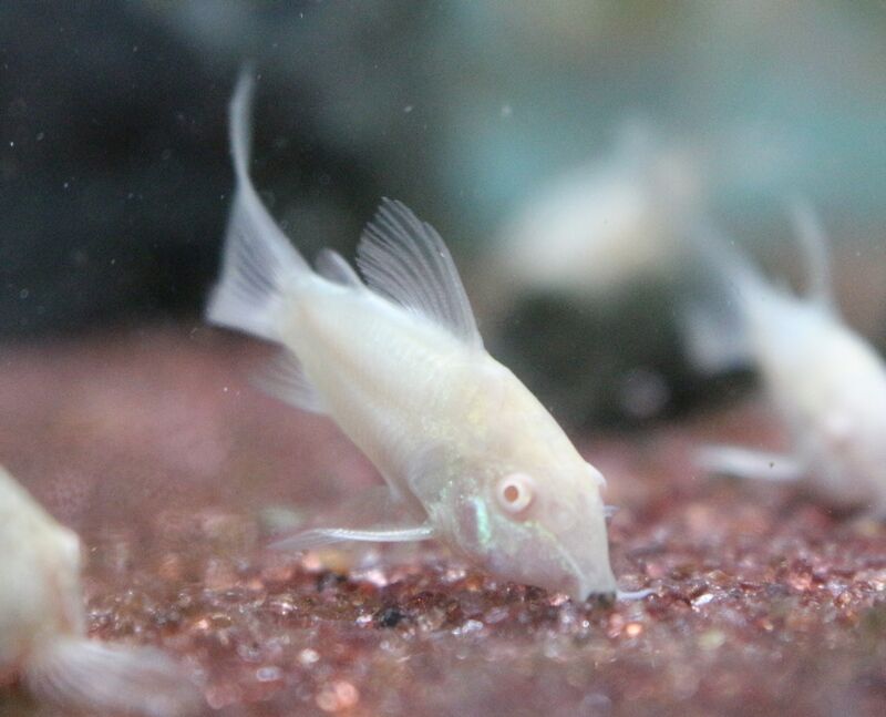 11月13日の入荷情報です アクアマリン 11月13日の入荷情報です アクアマリン