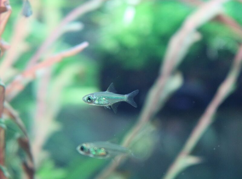 1月22日の入荷情報です アクアマリン