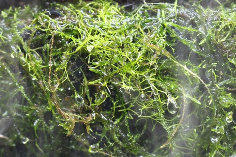 水草ミストウォールの植物が水上葉に アクアマリン