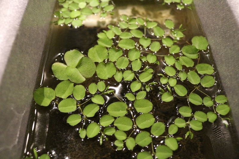 浮き草のご紹介 アクアマリン