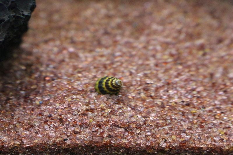 水草水槽で飼育できる巻貝を食べる生物のご紹介です アクアマリン