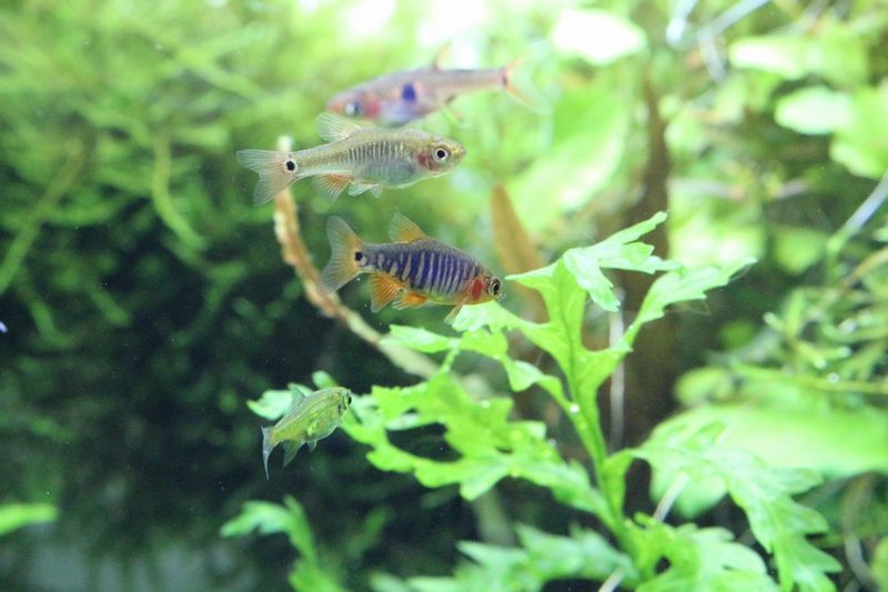水草水槽にぴったりの小型美種のご紹介です アクアマリン 水草水槽にぴったりの小型美種のご紹介です アクアマリン