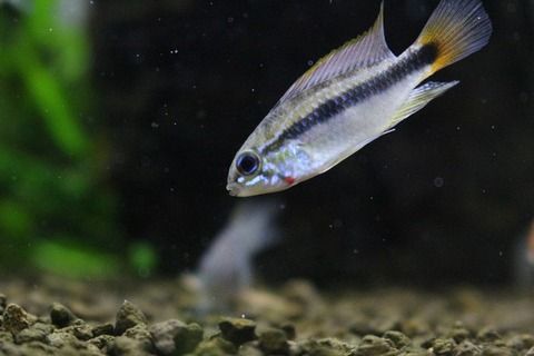 アピストグラマ エリスルラがより綺麗に アクアマリン アピストグラマ エリスルラがより綺麗に アクアマリン